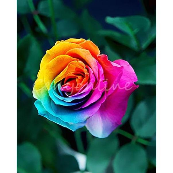 Hạt giống hoa hồng nhiều màu  - Gói 10 hạt-tặng kèm gói kích mầm