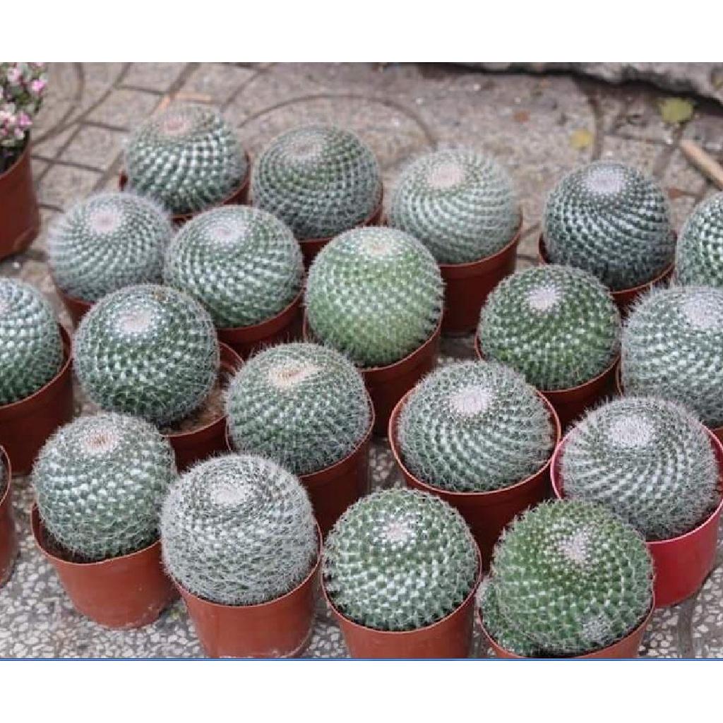 Hạt giống hoa xương rồng bánh sinh nhật - 1 gói 20 hạt-HGNN