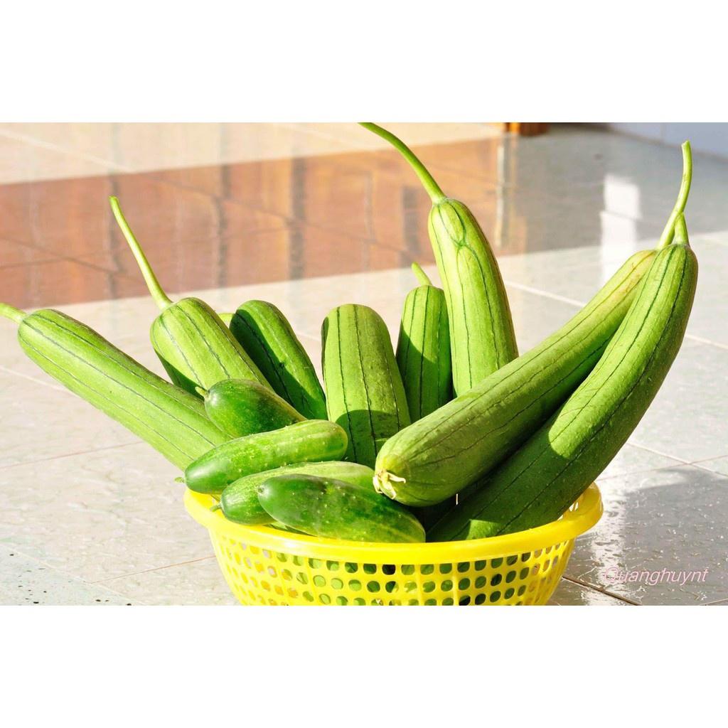 Hạt Giống Mướp Hương Việt Nam F1 Dễ Trồng Qủa Thơm Quy Cách 10 - 1 Hạt - Khu Vườn Ban Công