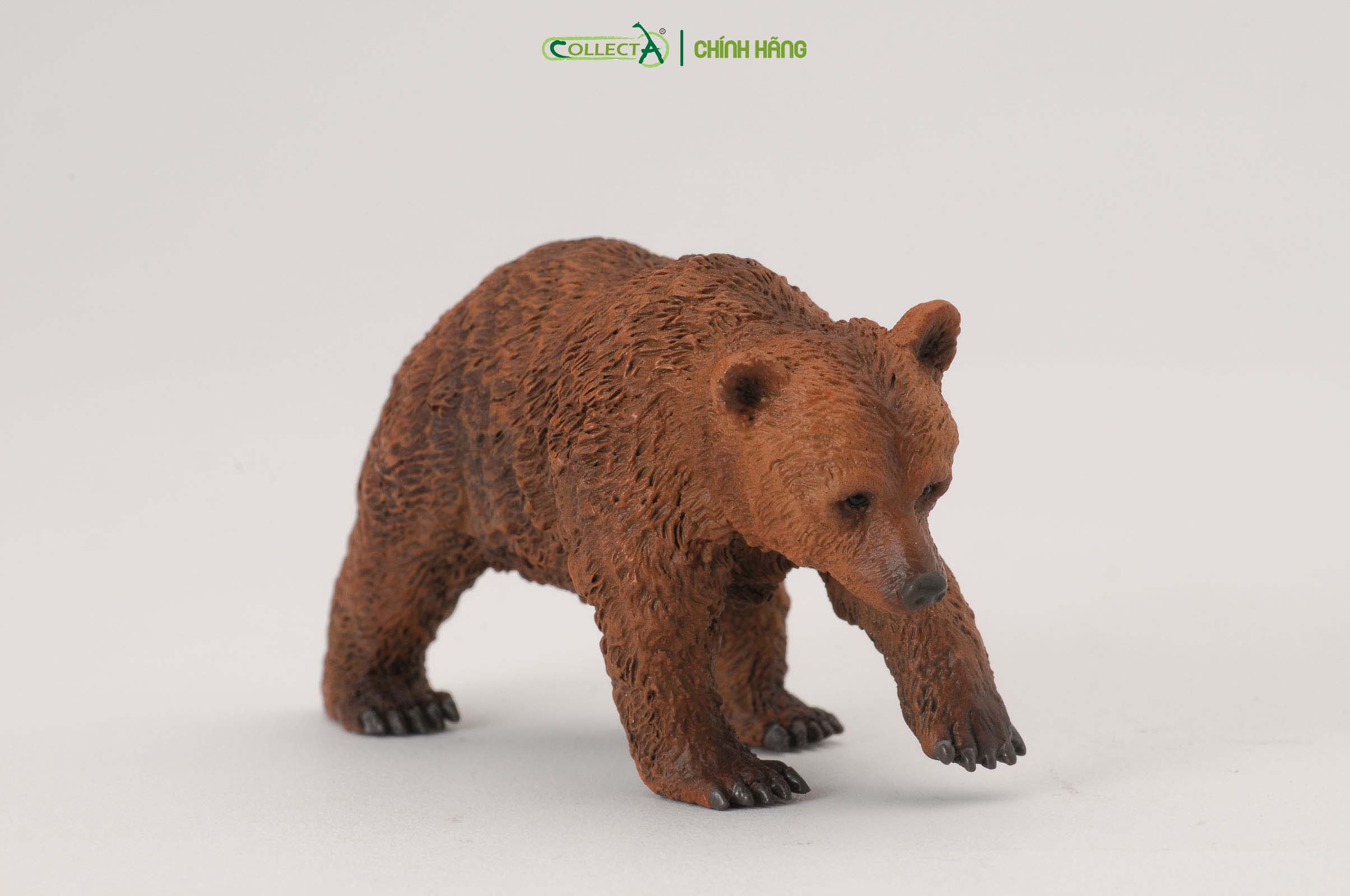 Mô hình thu nhỏ: Gấu Nâu con - Brown Bear Cub, hiệu: CollectA, mã HS 9651231[88561] -  Chất liệu an toàn cho trẻ - Hàng chính hãng