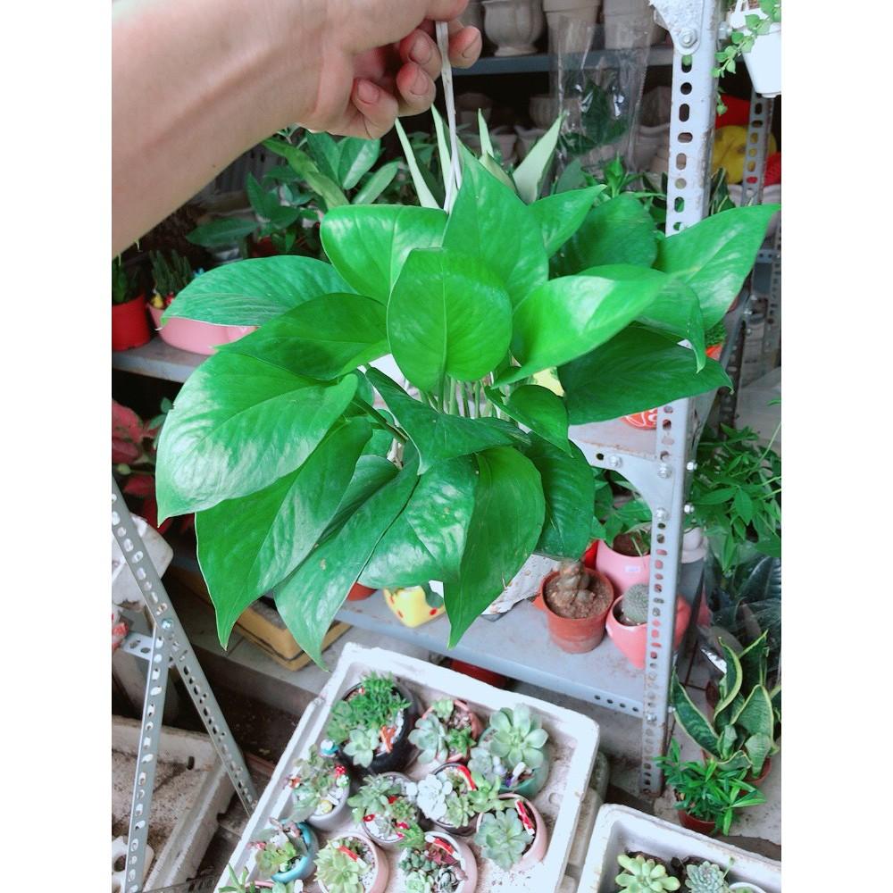 Chậu Trầu Bà Treo