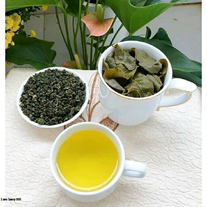 Combo 3 cây Chè xanh cây giống ươm từ hạt