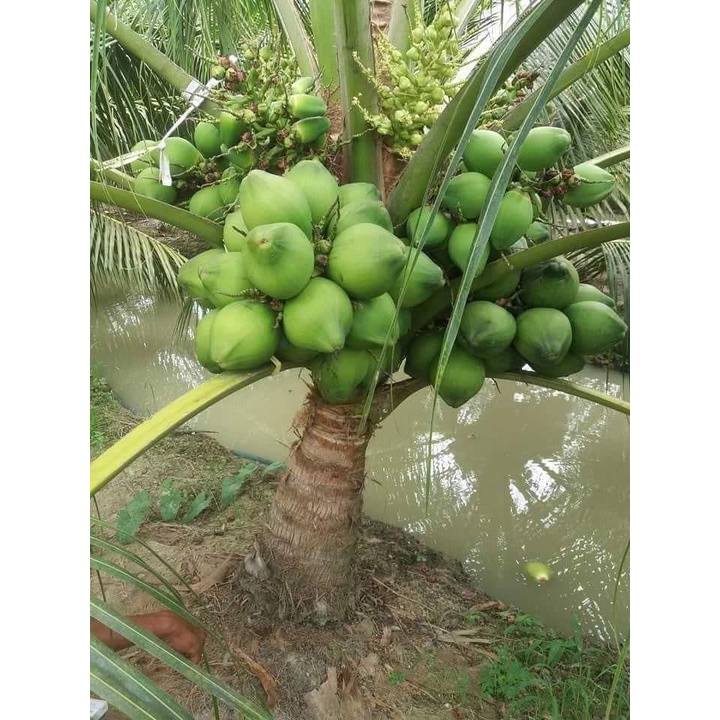Cây giống Dừa Xiêm Lục