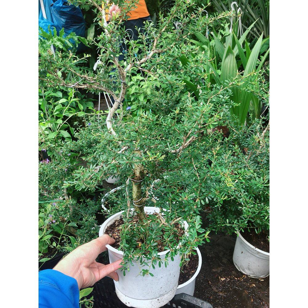 Combo 2 linh sam nhỏ+1 linh sam lớn