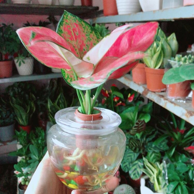 Chậu Cây Vạn Lộc Thuỷ Sinh