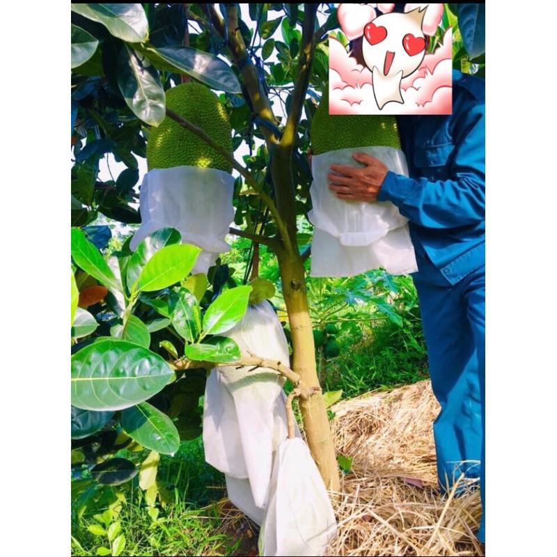 100 BỌC MÍT THÁI VẢI KHÔNG DỆT CỠ 50x60