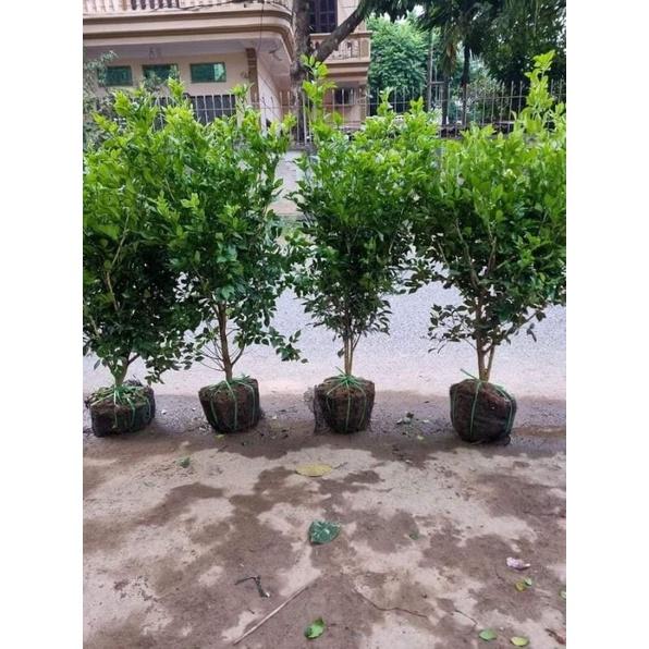 CÂY HOA NGUYỆT QUẾ, HOA THƠM