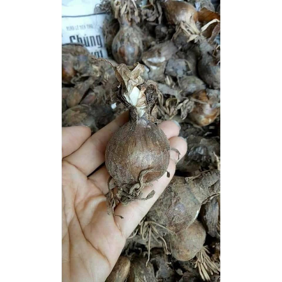 Củ giống hoa bỉ ngạnhoa vàng 1 củ - tặng kèm viên nén ươm củ
