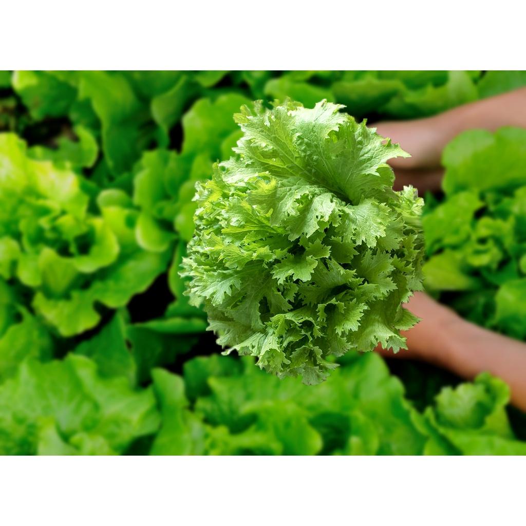 Hạt Giống Rau Cải Mù Tạt -