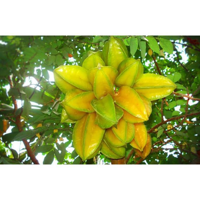 CÂY GIỐNG CÂY KHẾ CHUA, QUẢ SỚM, SIÊU QUẢ + Tặng 01 cây dâu da đất