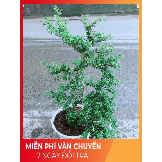 Linh Sam Size Lớn