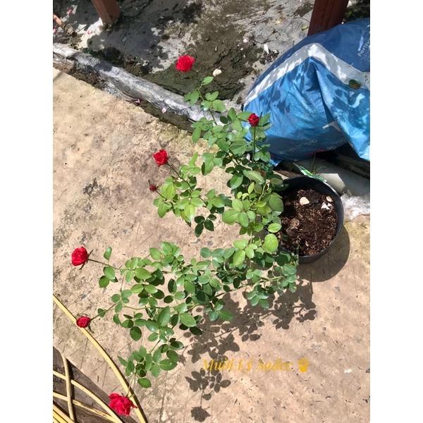 Hoa hồng ngoại Red Intition nguyên bản