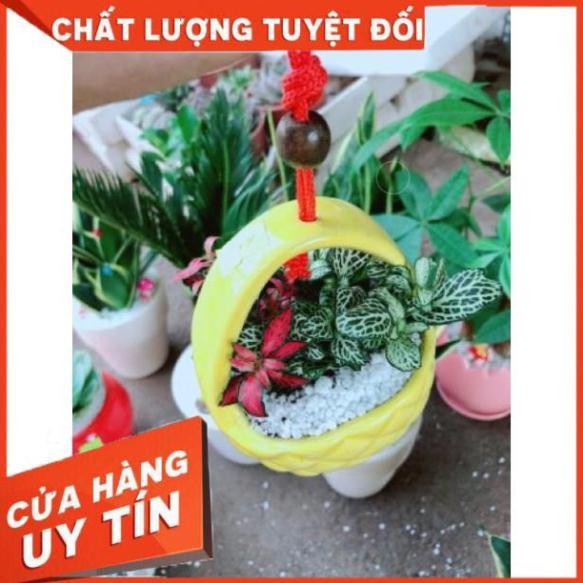 Chậu cây lá cẩm nhung hay lá may mắn