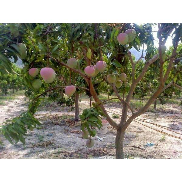 Giống xoài tím mã lai