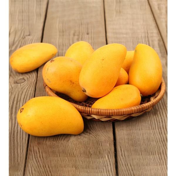 CÂY GIỐNG XOÀI TÍ HON SIÊU QUẢ - CÂY GHÉP