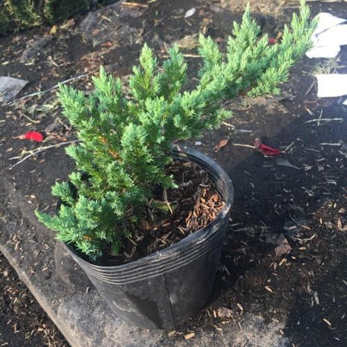 CÂY TÙNG XÀ BONSAI,CÂY TÙNG XÀ BONSAI - CÂY THỦY TÙNG - NGỌA TÙNG SIÊU ĐẸP - CTXBDCTTNT
