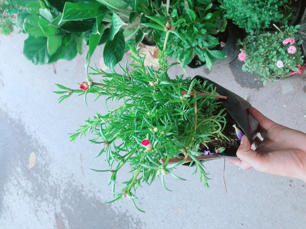 Hoa Mười Giờ