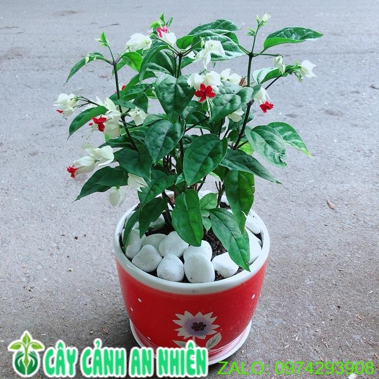 Chậu Cây Ngọc Nữ