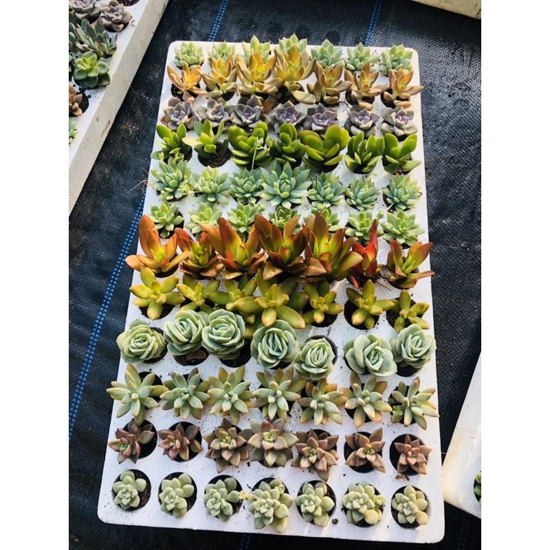 Sen đá vỉ mix 12 loại