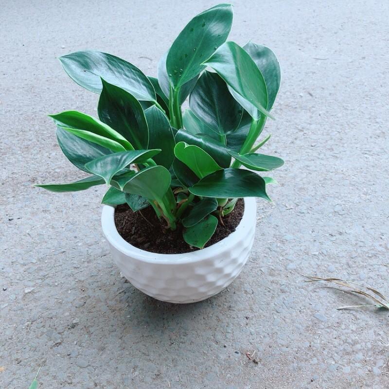 Chậu Cây Trầu Bà Đế Vương