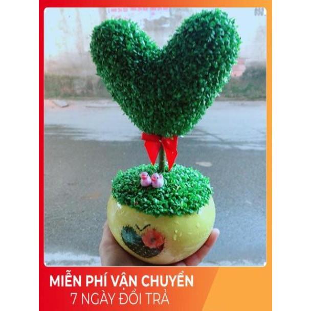 Chậu Cây May Mắn Trái Tim