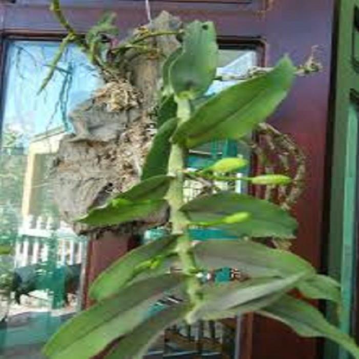 Sản Phẩm Hoa lan - trầm vàng