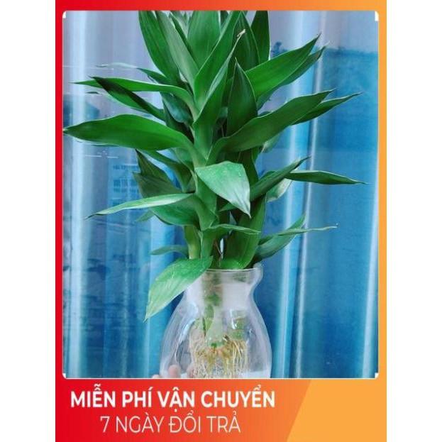 Chậu Phát Tài Búp Sen