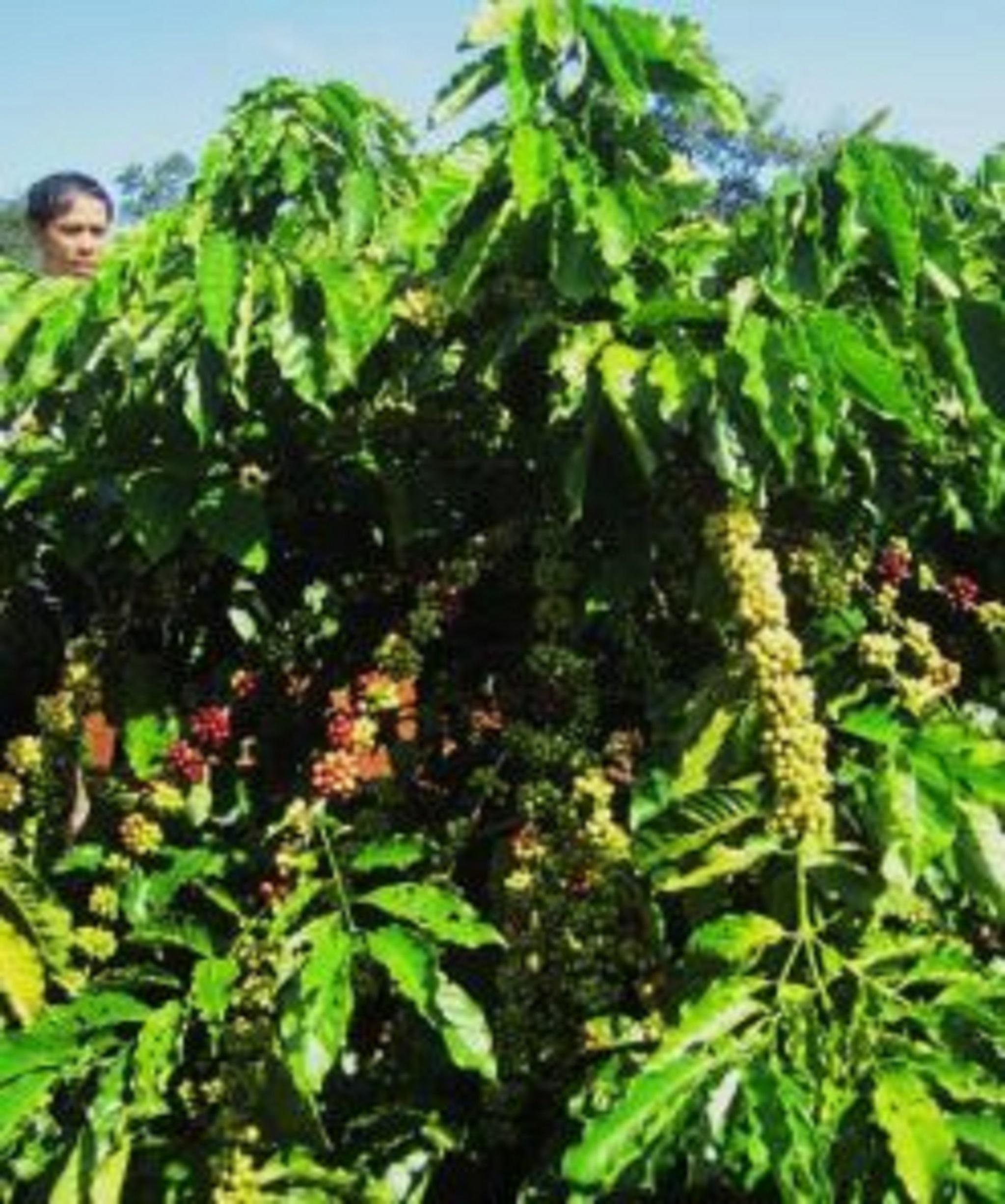 Cây giống Cà Phê vối CAO SẢN TR4 CÂY GHÉP