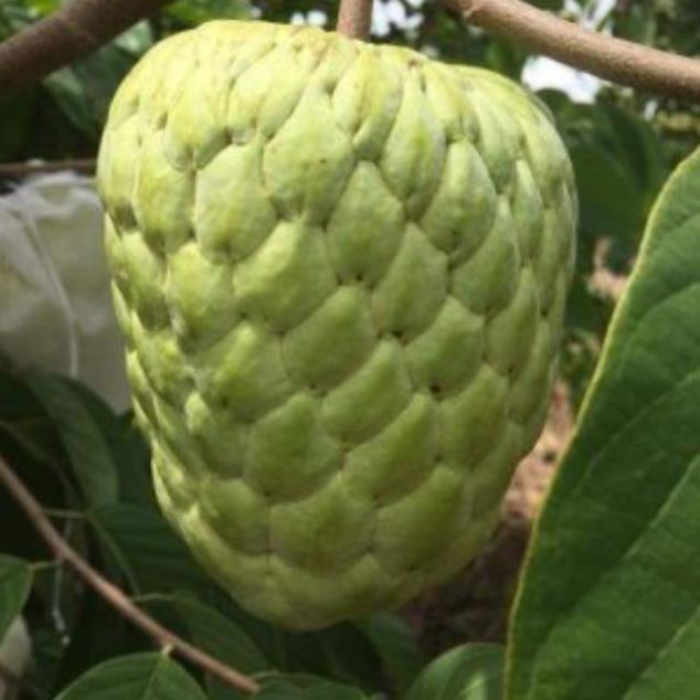 CÂY GIỐNG NA THÁI LAN