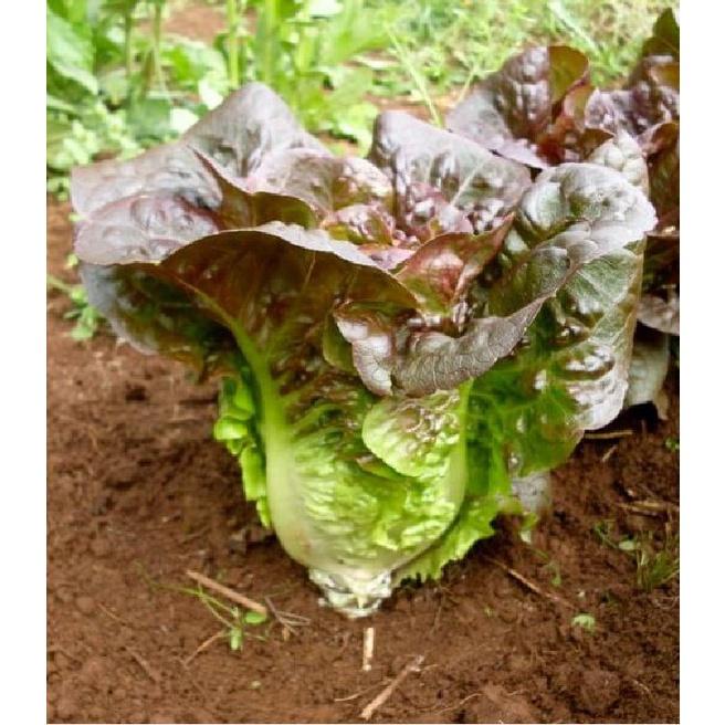 Hạt giống xà lách ROMAINE đỏ CT97 - Gói 0.2gram