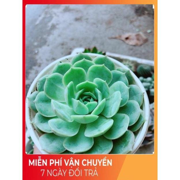 Sen Đá Xanh Cánh Cứng