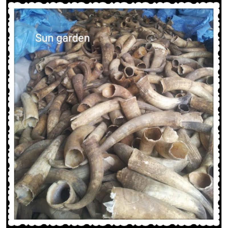 THỦ CÔNG MỸ NGHỆ VÒNG TAY SỪNG TRÂU BÒ CHÂU PHI