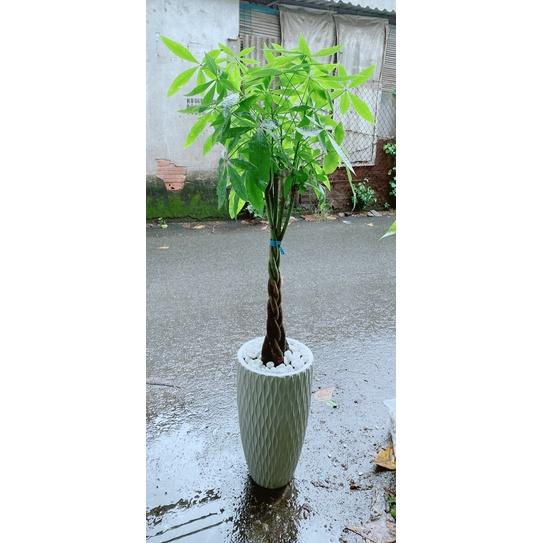 Chậu Cây Kim Ngân Thắt Bính Lớn