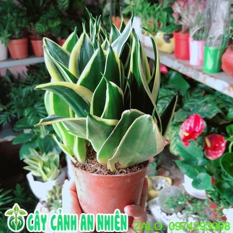 Lưỡi Hổ Thái Xanh