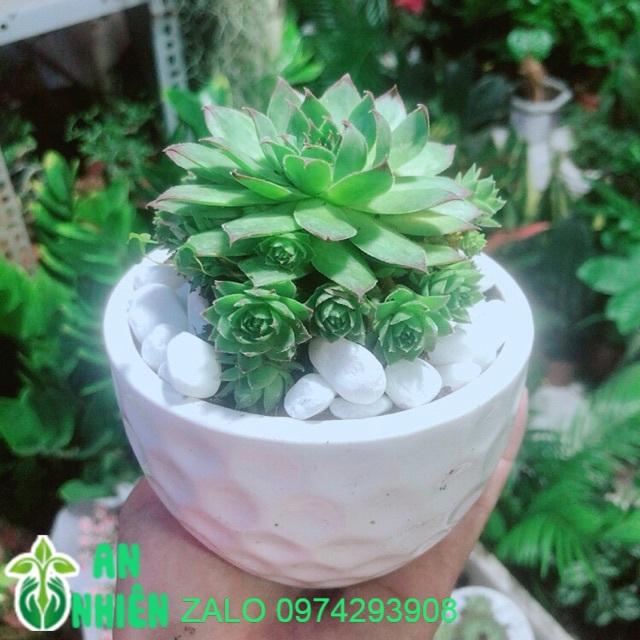 Phật Bà Xanh Kèm Chậu Sứ