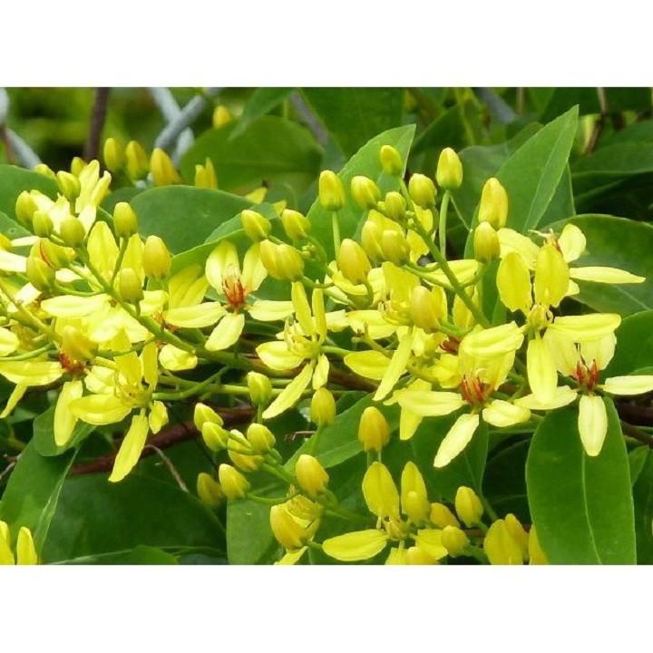 CHẬU HOA LEO HOÀNG YẾN VÀNG BẦU LỚN