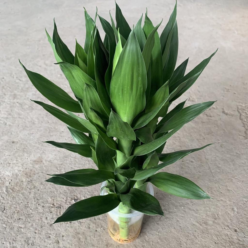 Cây phát lộc 3 ngọn cao 23-25cm, cây thủy sinh để bàn làm việc, trang trí nội thất mang đến tài lộc
