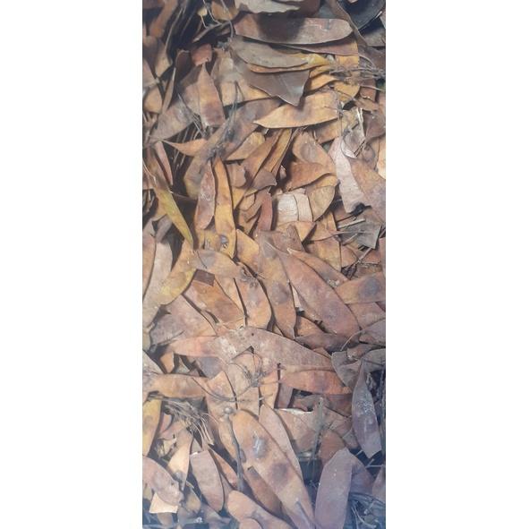 Trắc Đỏ, Cẩm Lai Nam Bộ giống - 50 gram