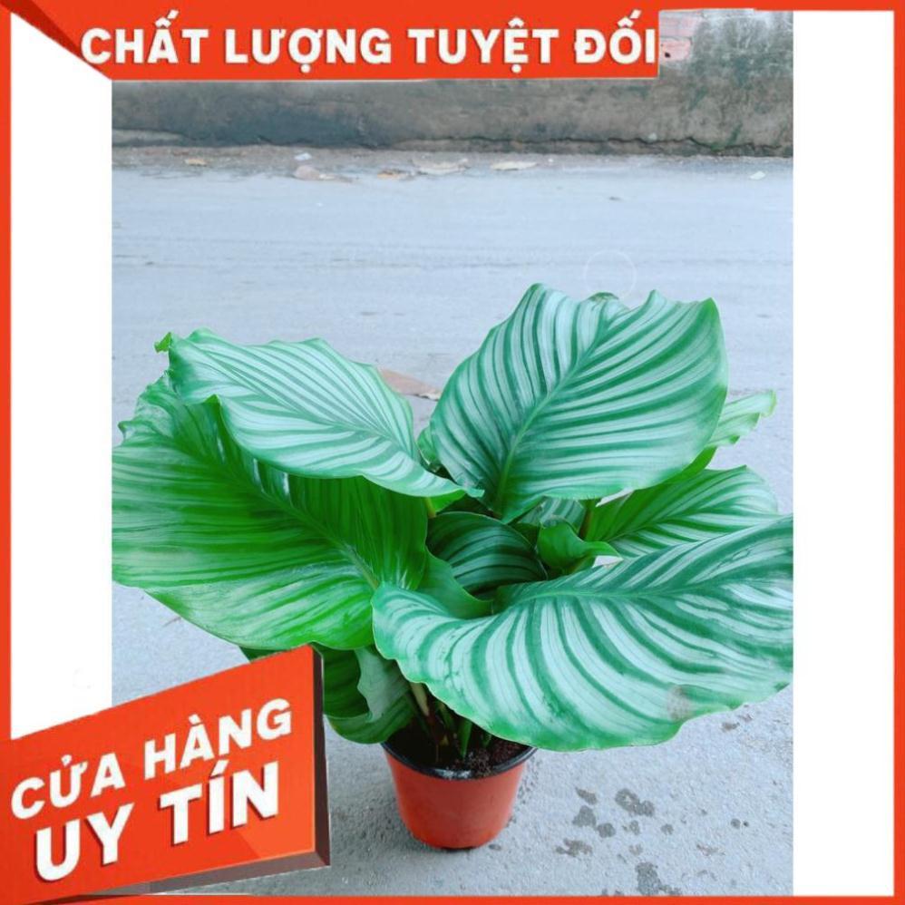 Cây Đuôi Công Táo Xanh Lá To Tròn