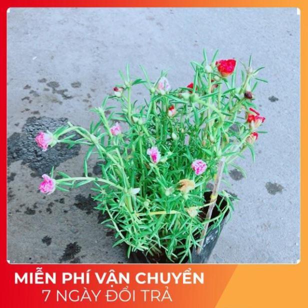 Hoa Mười Giờ Mỹ