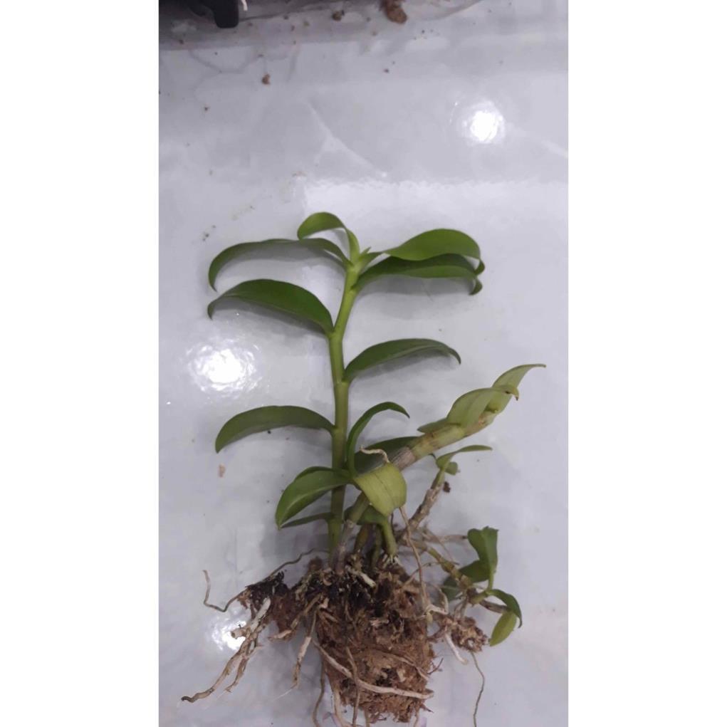 Sản Phẩm Hoa phong lan phi điệp trắng