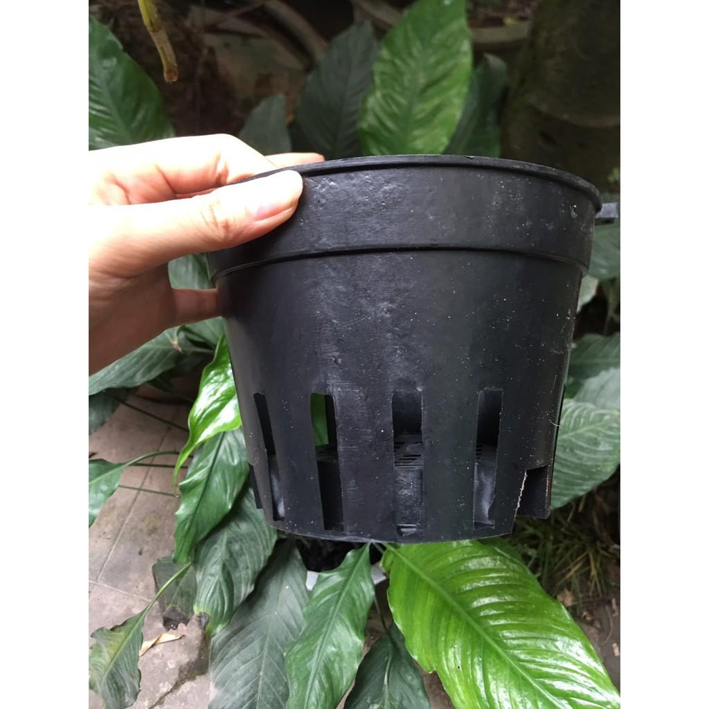 Combo 5 Chậu nhựa trồng lan phi 16 - Hàng loại 1