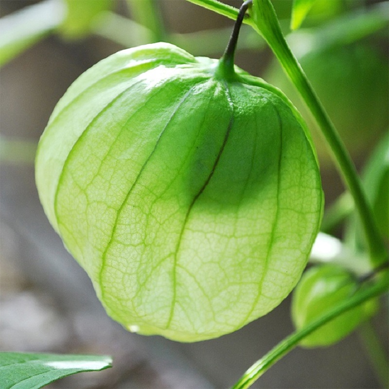 Hạt giống Tầm bóp Golden Seeds 50 Hạt