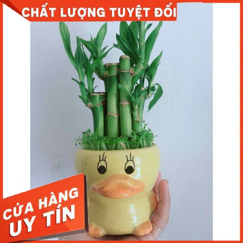 Chậu trúc phát tài con vịt Nhiều Người Mua