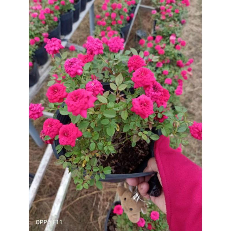 Hoa hồng tỷ muội- bầu to cây lớn trưởng thành