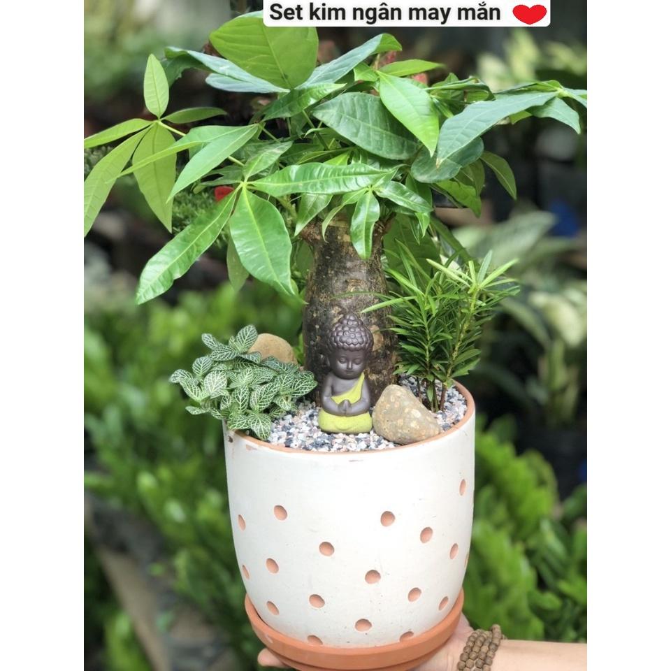 Set kim ngân may mắn