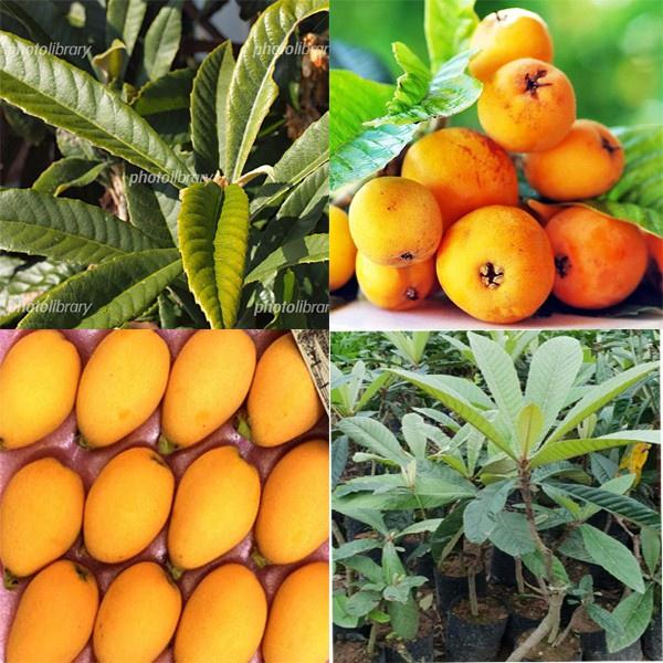 CÂY GIỐNG nhót nhật nhật - cây giống nhập khẩu