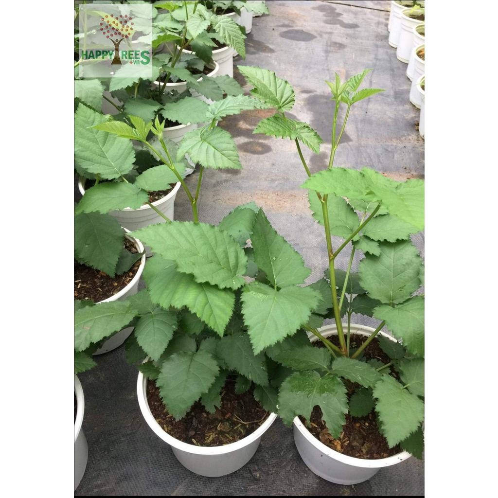 CÂY GIỐNG MÂM XÔI ĐỎ