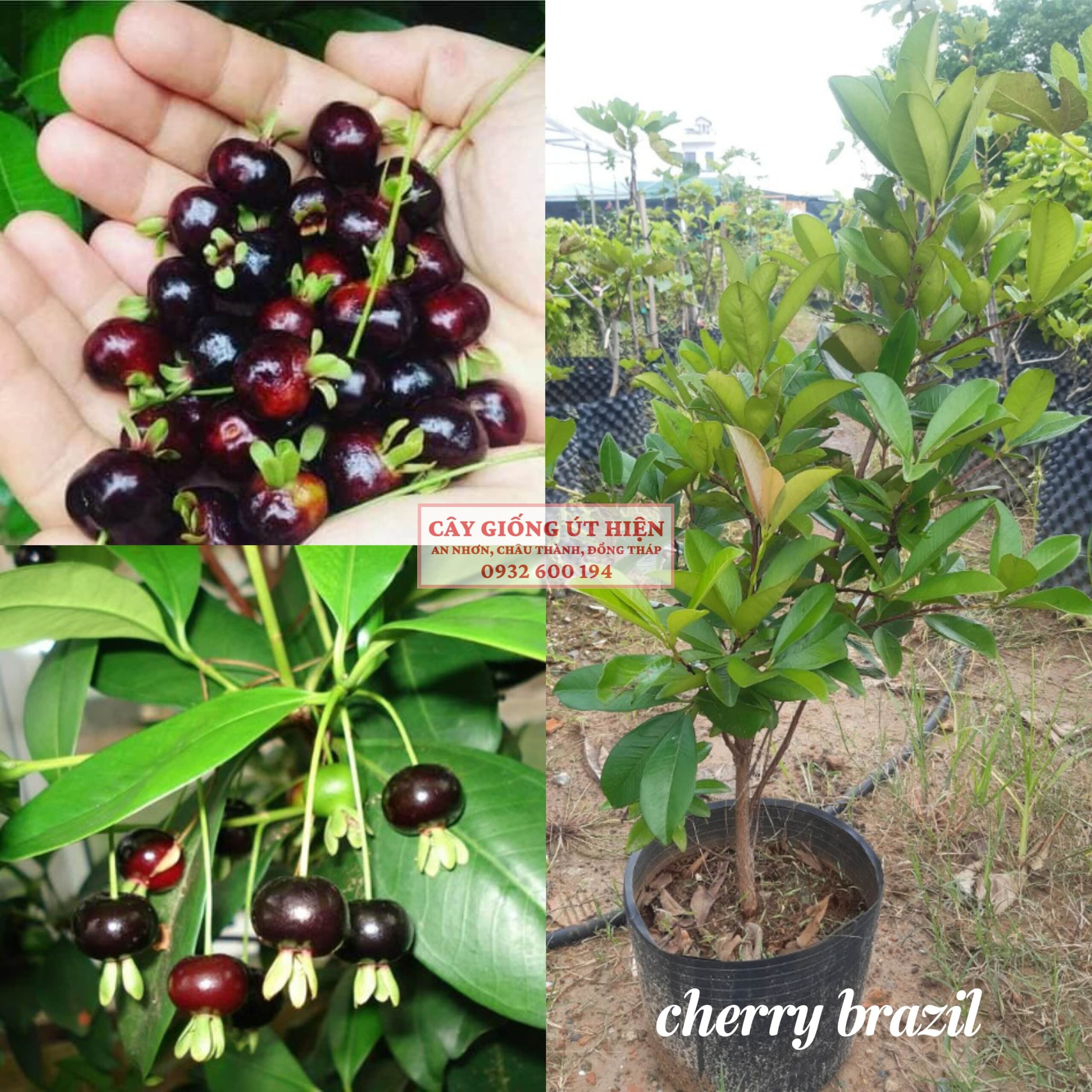 Cây giống cherry Brazil (ra trái siêu sớm)