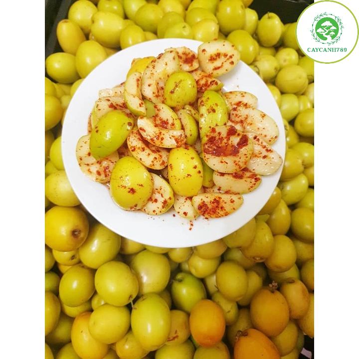 Cây táo chua giống cao 50-70 cm